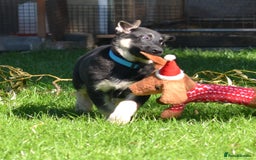German Shepherd dogs for sale: ⚡RARE EAST EUROPEAN SHEPHERD PUPPIES AVAILABLE⚡ - Image 4