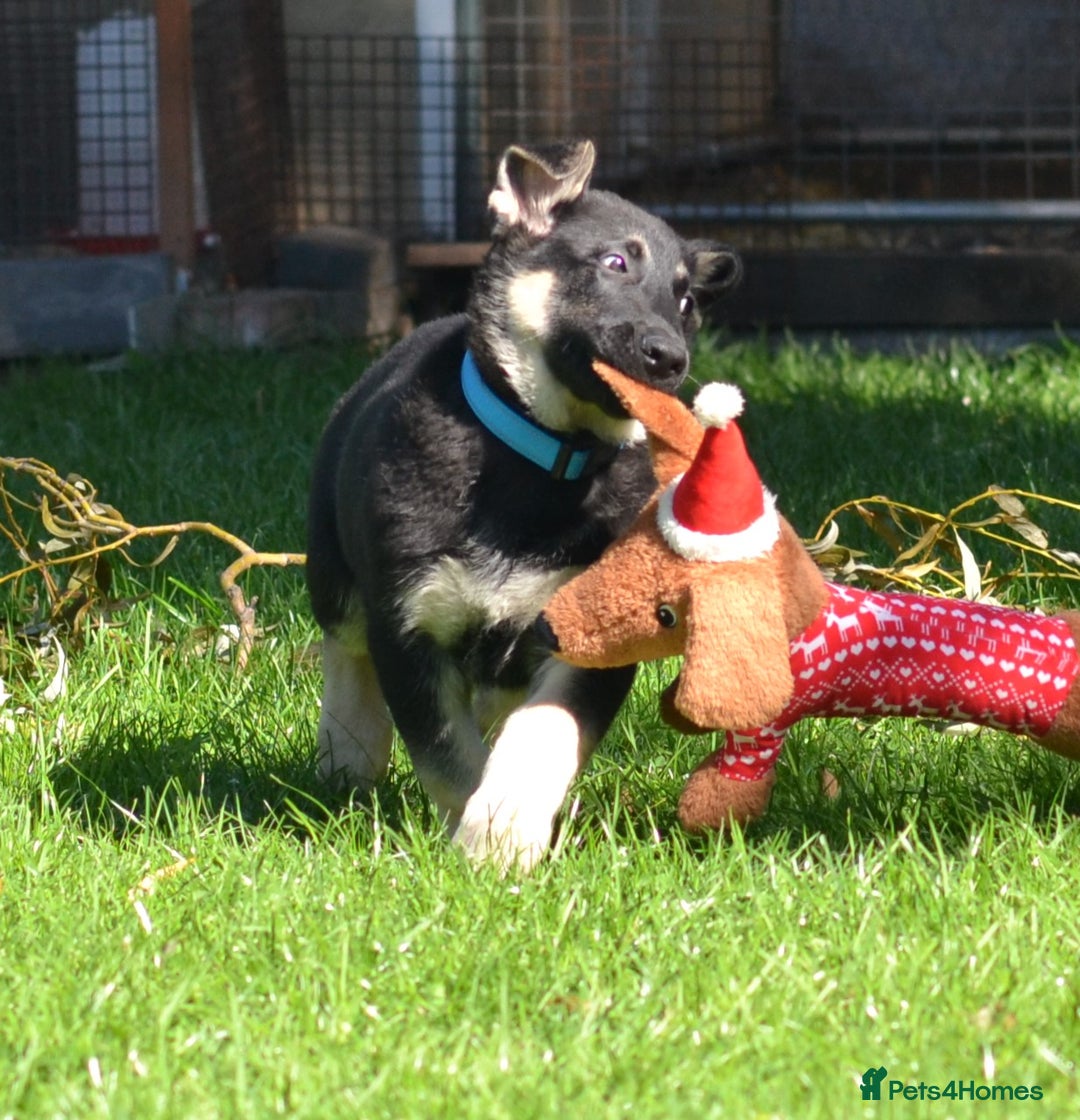 German Shepherd dogs for sale: ⚡RARE EAST EUROPEAN SHEPHERD PUPPIES AVAILABLE⚡ - Image 4