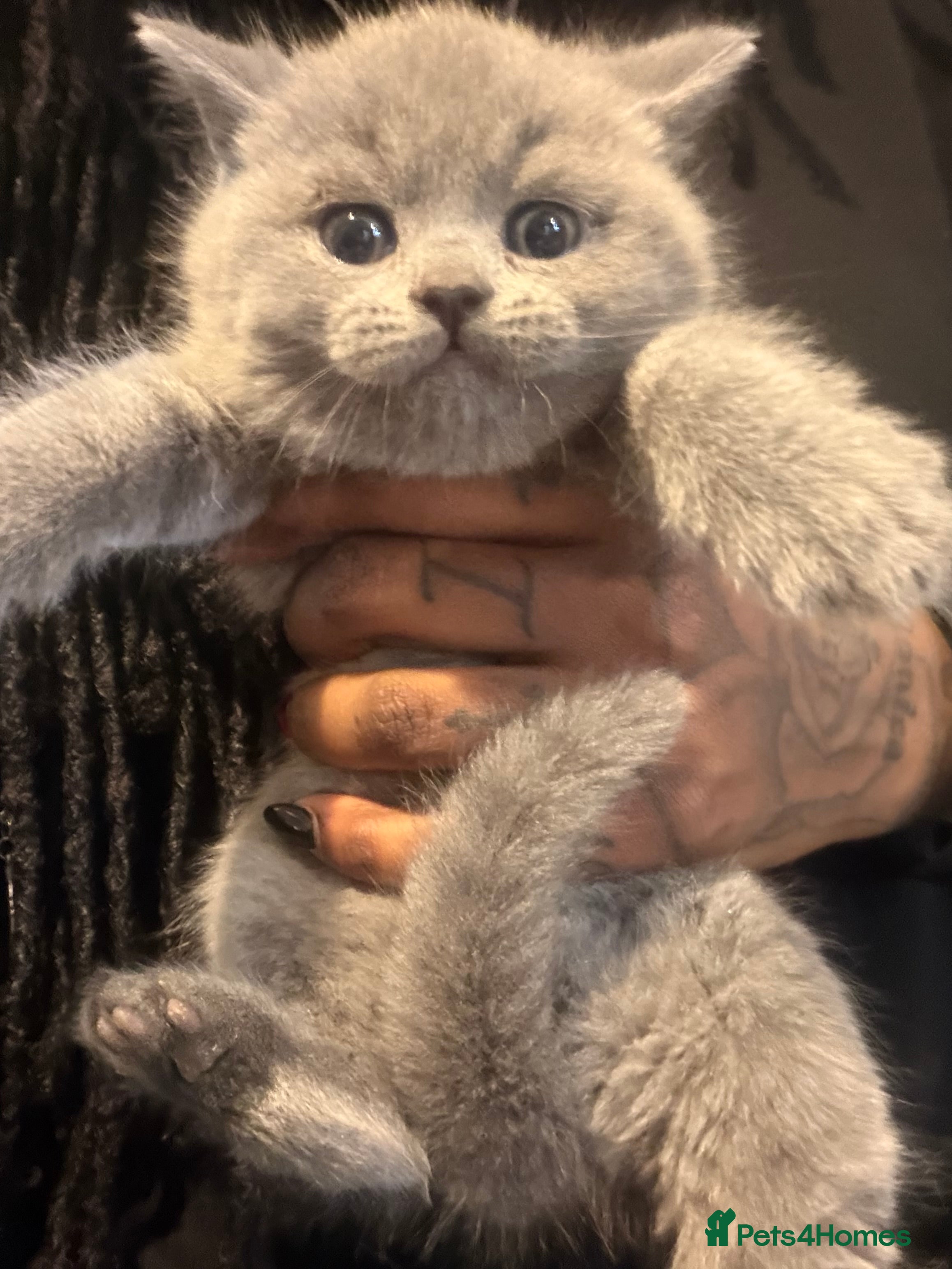 British Shorthair cats THREE BRITISH SHORTHAIR KITTENS FOR SALE - Advert 1