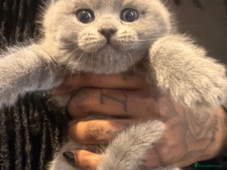 British Shorthair cats THREE BRITISH SHORTHAIR KITTENS FOR SALE - Advert 2