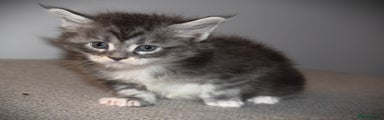 Maine Coon Kitten 4