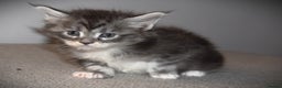 Maine Coon cats for sale: Maine Coon kittens - Beautiful and cheeky  - Advert 6
