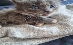 Mixed Breed cats for sale: 5 cute gray long-haired kittens for sale - Image 4
