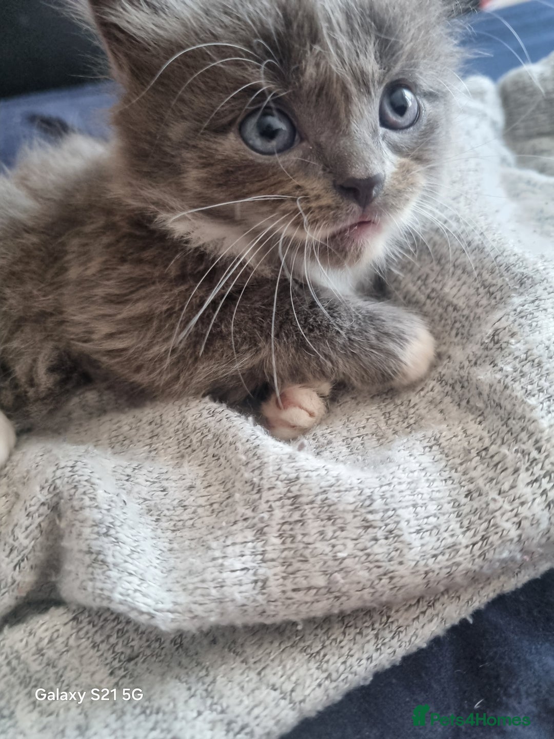 Mixed Breed cats for sale: 5 cute gray long-haired kittens for sale - Image 4