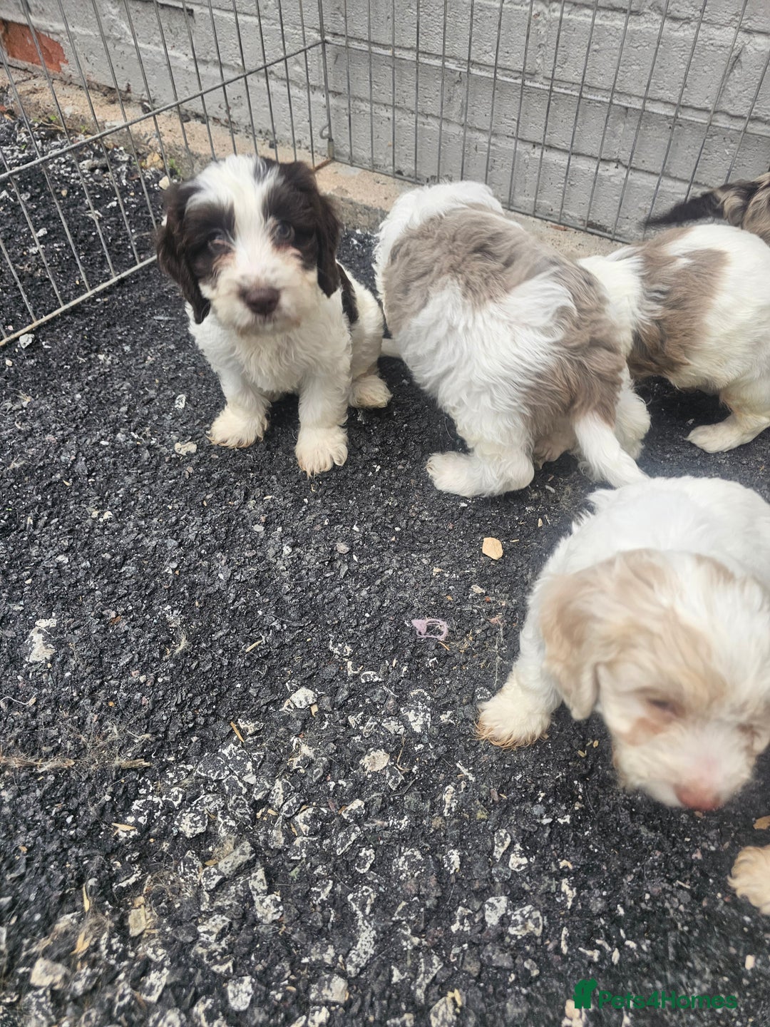 Cockapoo dogs for sale: Cockapoo puppies 🐶  - Image 21