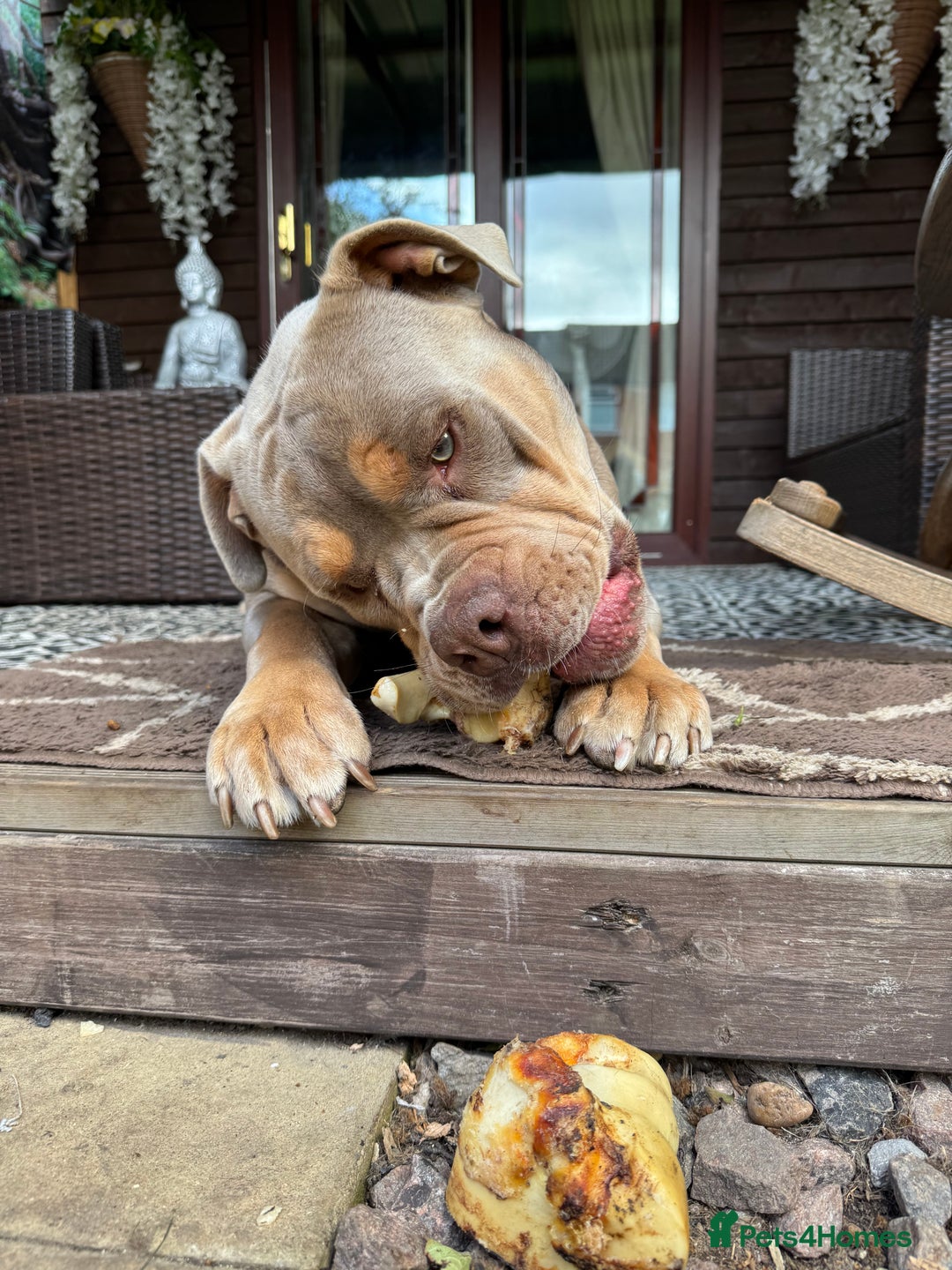 Olde English Bulldogge dogs for sale: Old English in need of a loving home  - Advert 4