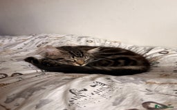 Maine Coon cats for sale: Beautiful loyal Maine coon X kitten for a new home - Image 7