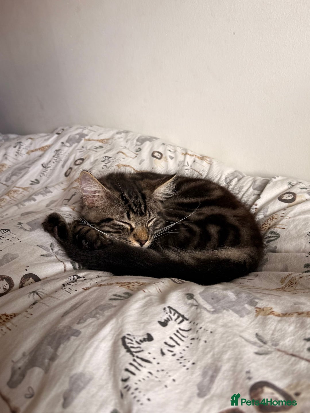 Maine Coon cats for sale: Beautiful loyal Maine coon X kitten for a new home - Image 7