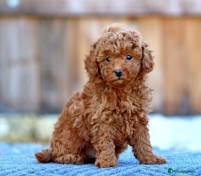 Toy Poodle dogs Handsome and health check Toy poodle boy - Advert 17