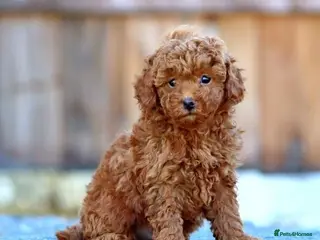 Toy Poodle dogs Handsome and health check Toy poodle boy - Advert 17