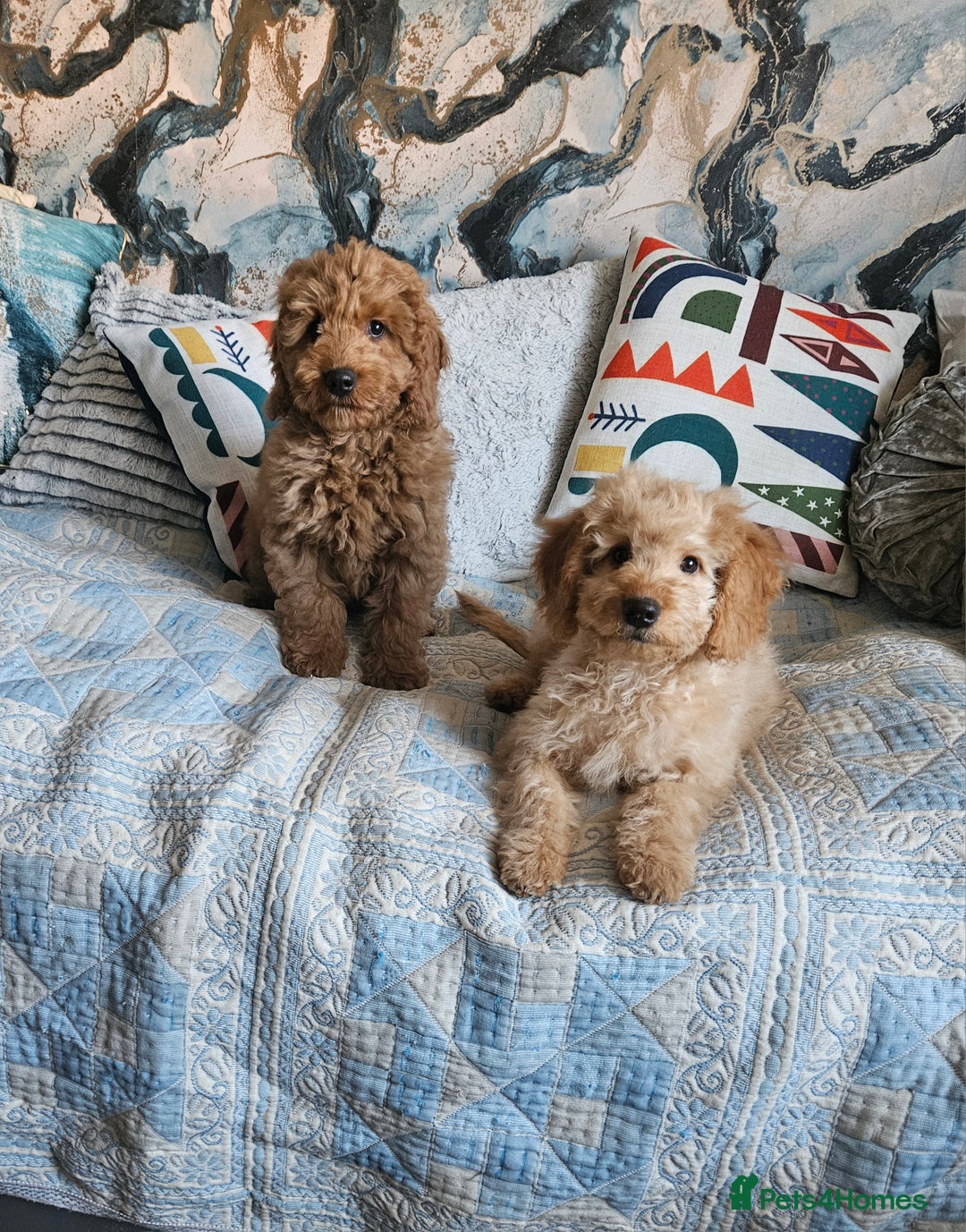 Cockapoo dogs for sale: Cockapoo - Advert 5