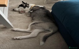 Siberian Husky dogs for sale: Siberian Husky Female - 4 months - Image 3
