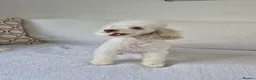 Toy Poodle dogs for sale: Toy poodle girl 3 years old  - Advert 4