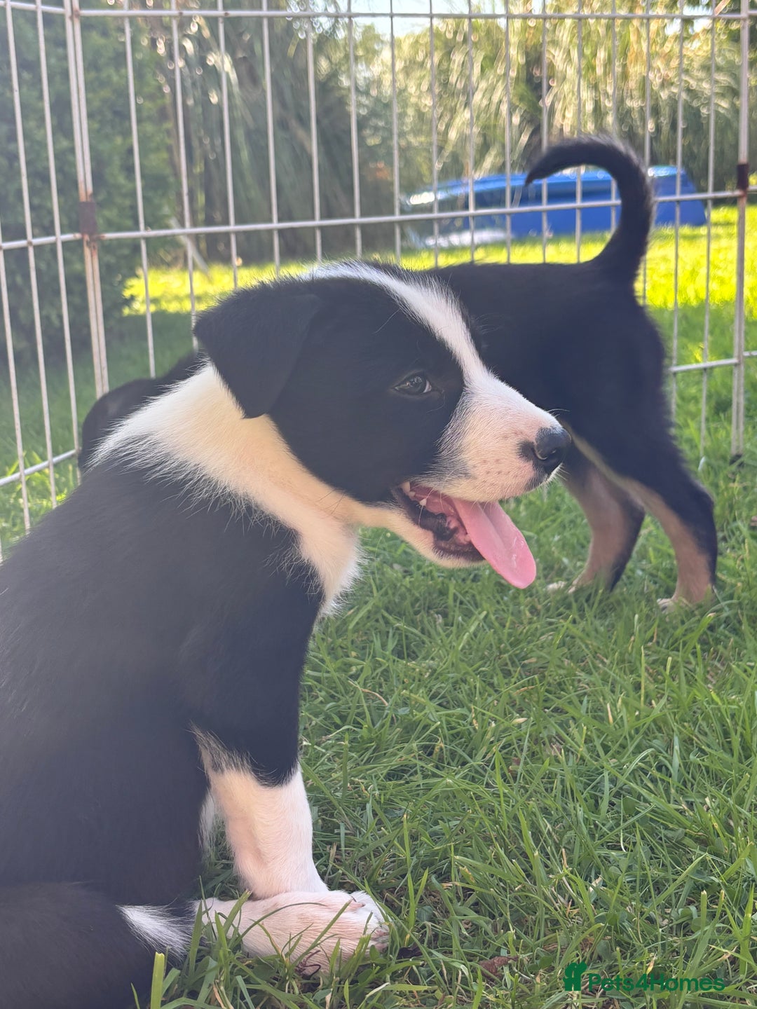 Mixed Breed dogs for sale: 6 collie cross kelpie pups  - Image 2