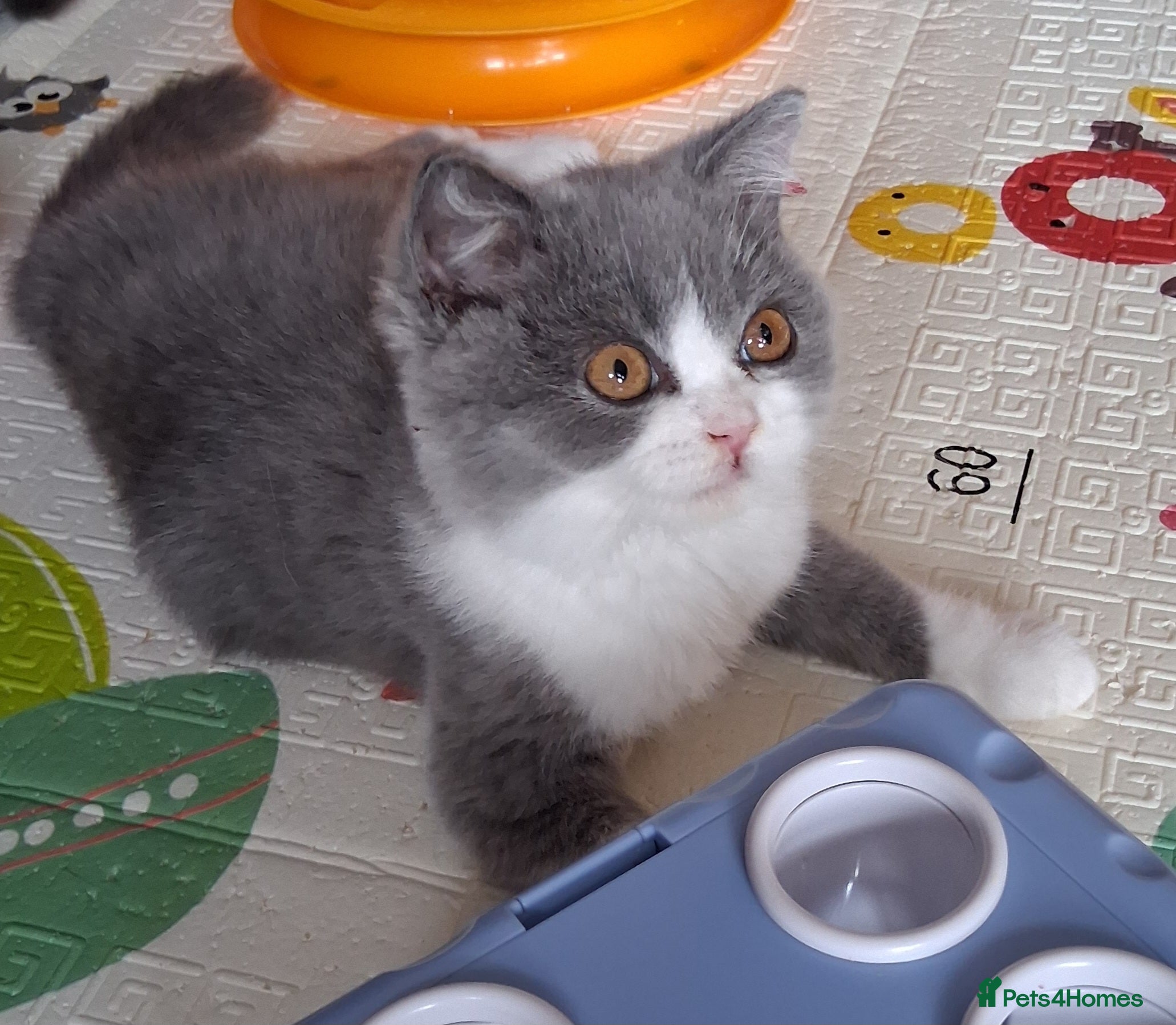 British Shorthair cats for sale:  BRITISH SHORTHAIR in Salford - Advert 8