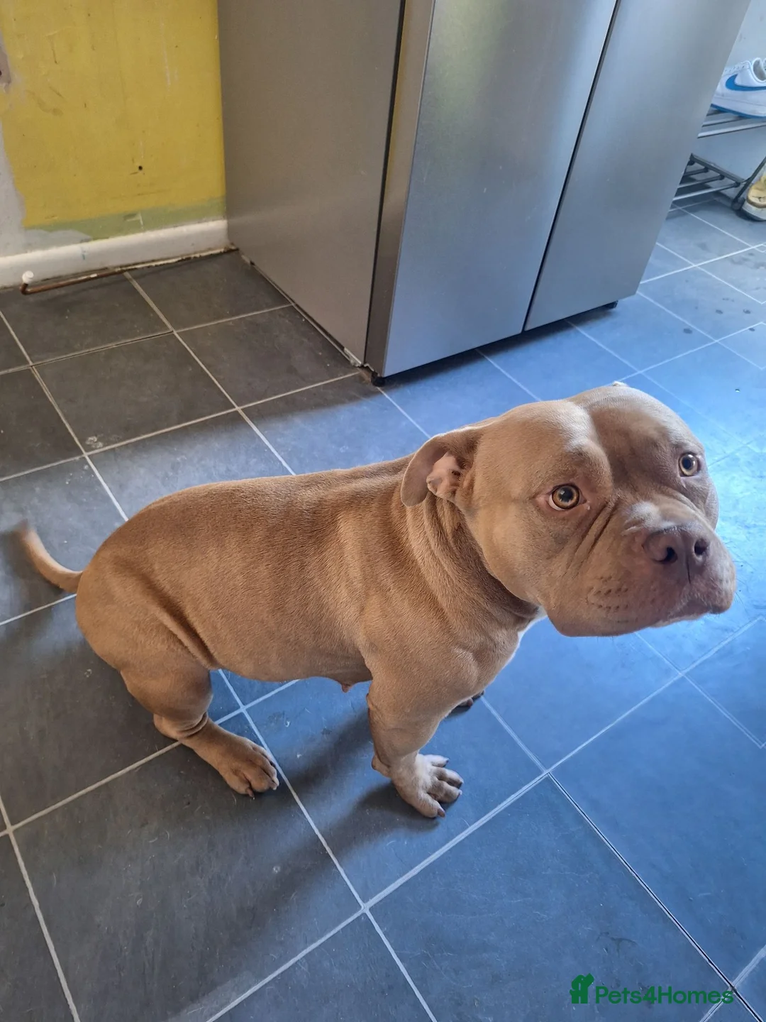 American Bully dogs for sale: Gentle Pocket Bully in Stockport - Advert 2