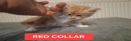 Maine Coon cats for sale: 3 GINGER MAINE COON  KITTENS in Wolverhampton - Advert 15
