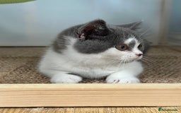 British Shorthair cats for sale: Pedigree British Shorthair Kittens - Image 39