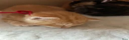 Domestic Shorthair cats for sale: Kittens for sale  - Advert 5