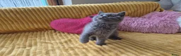 British Shorthair cats for sale:  Ready! GCCF parents with champions in line,BSH  - Advert 31