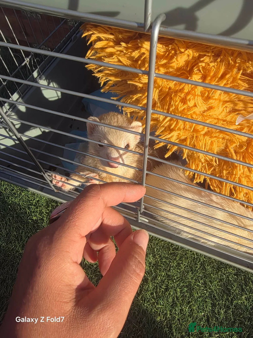Ferret rodents for sale: 2 female ferrets  - Advert 4