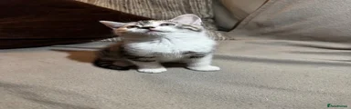 Mixed Breed Kitten 2