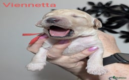 Goldendoodle dogs for sale: Gorgeous Goldendoodles  - Image 23