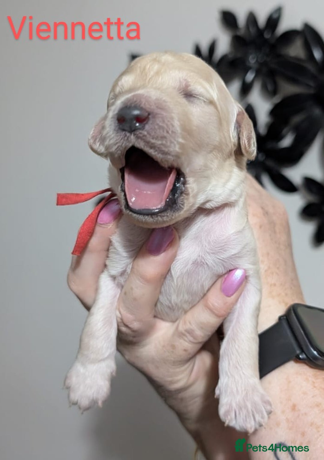 Goldendoodle dogs for sale: Gorgeous Goldendoodles  - Image 23