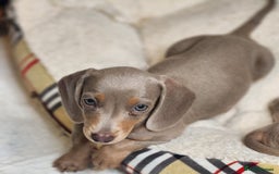 Miniature Dachshund dogs for sale: Dachshunds for sale  - Image 6