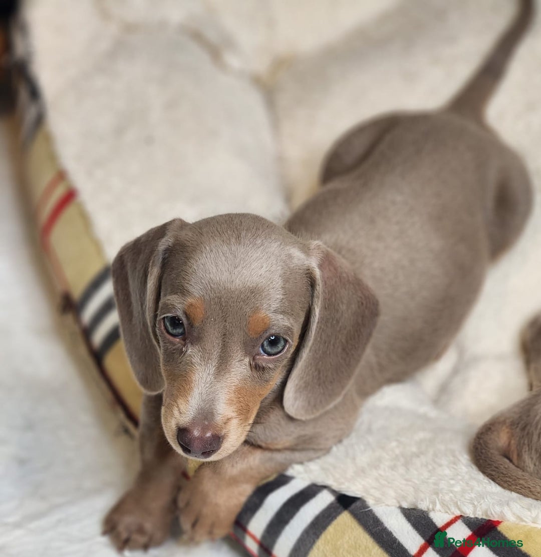 Miniature Dachshund dogs for sale: Dachshunds for sale  - Image 6