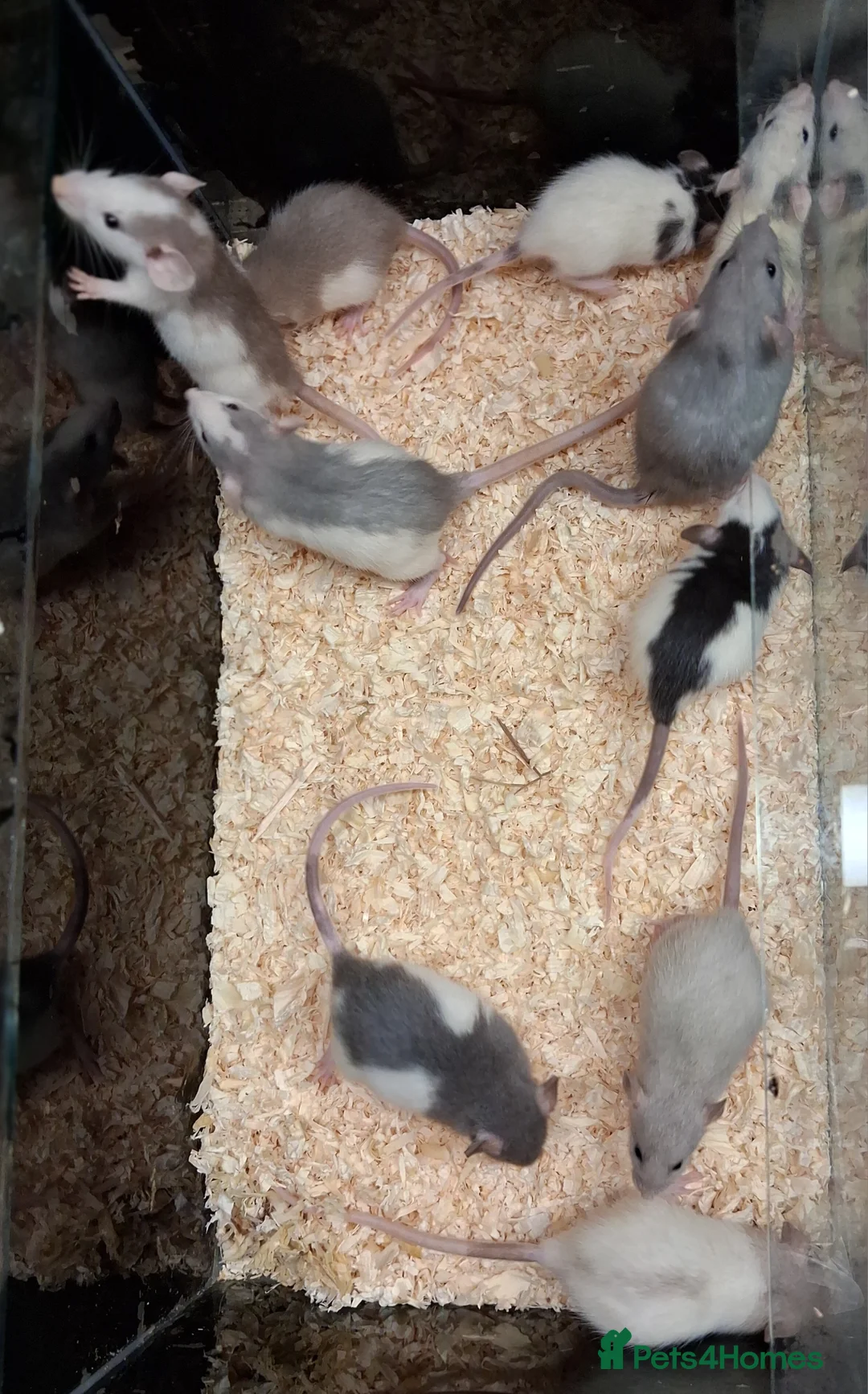 Rat rodents for sale: Baby Dumbo rats, natural, Rex , Nakeds - Advert 20