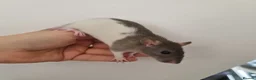 Rat rodents for sale: DOB 20th May - Baby rats  - Advert 6