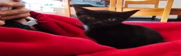 Mixed Breed cats for sale: Beautiful black kittens for sale. in Alloa - Advert 14