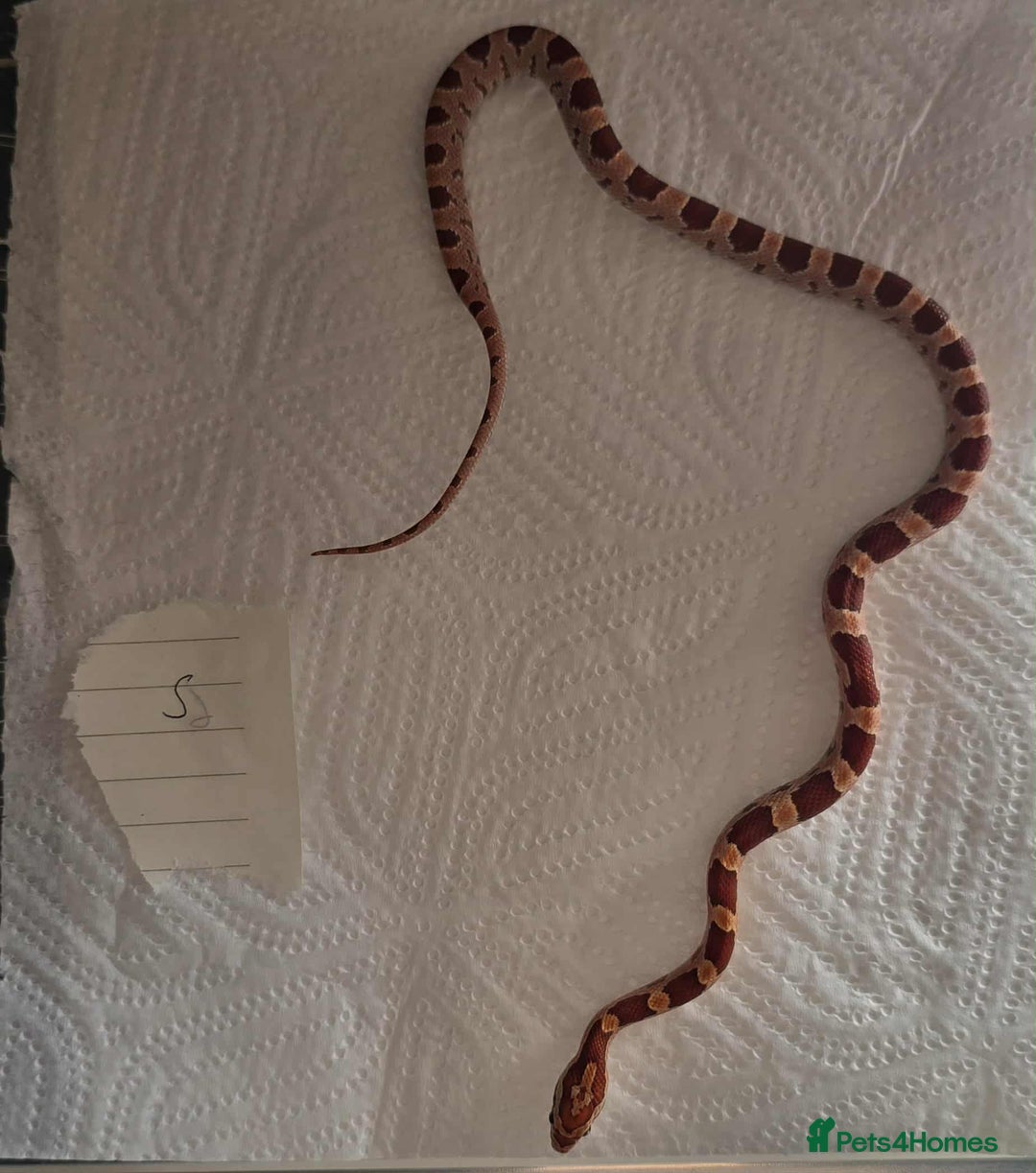 Snake reptiles for sale: variety of babys  - Image 10