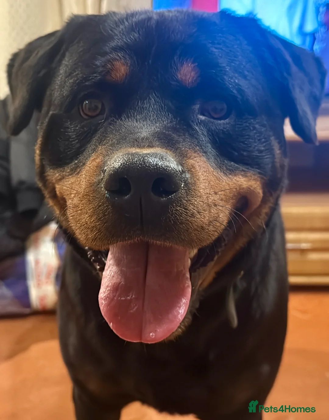 Rottweiler dogs for sale: Free to good home only!!! - Advert 1