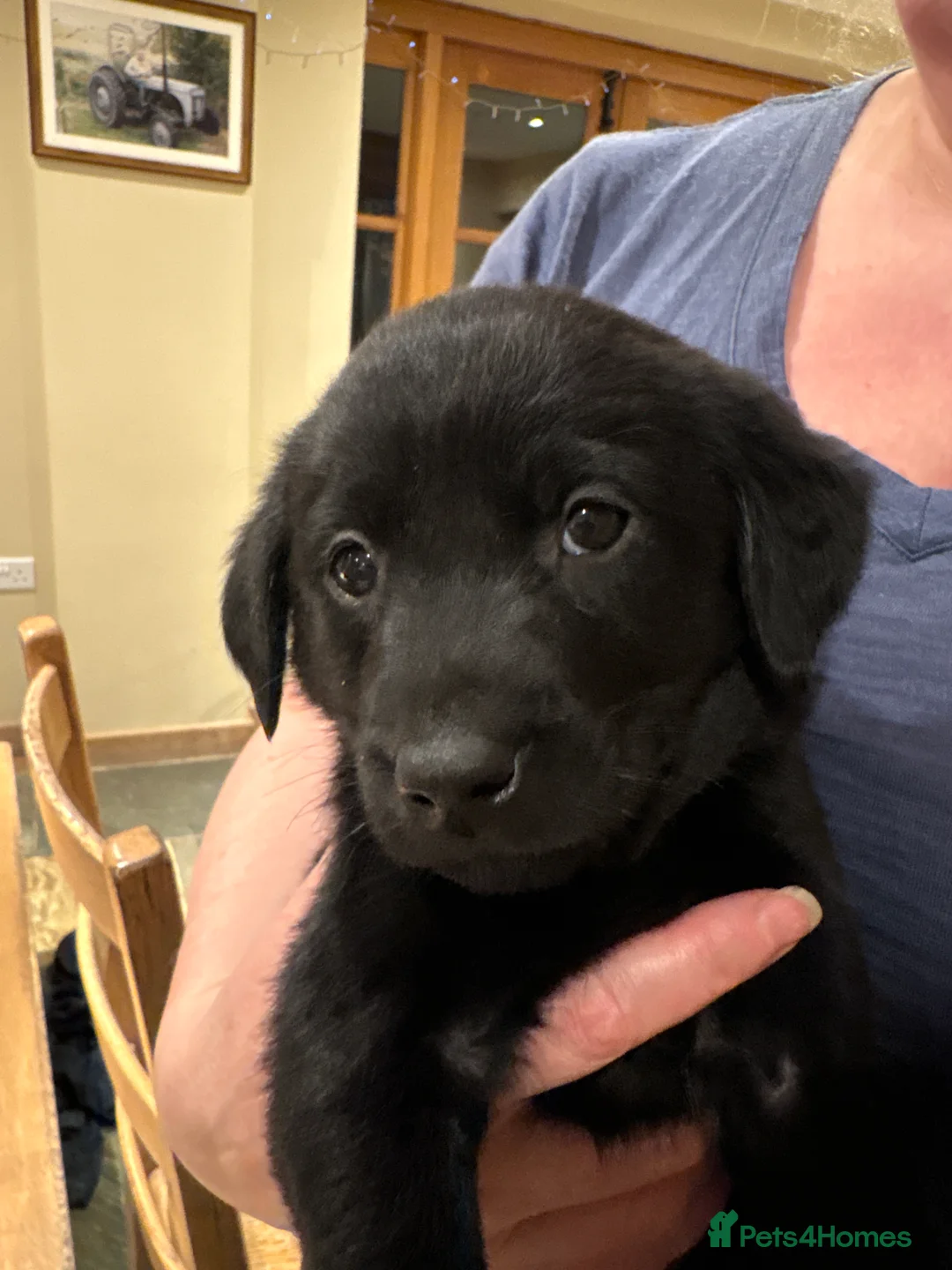 Borador dogs for sale: 11 gorgeous Borador puppies for sale  - Advert 8