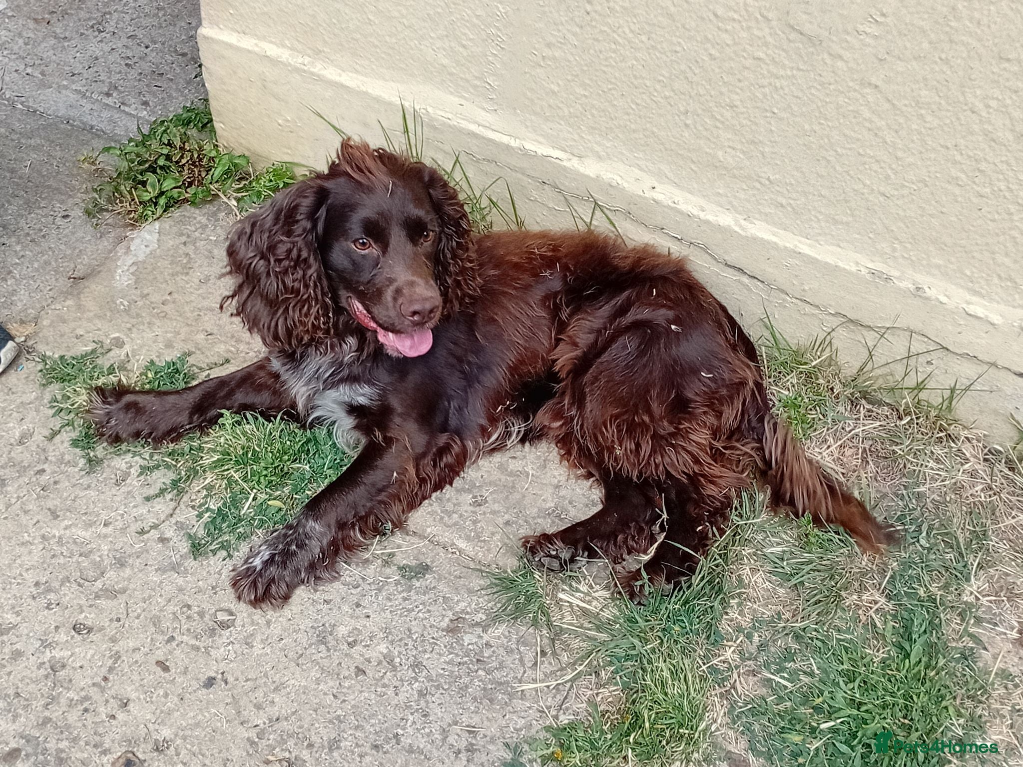 Cocker Spaniel dogs A Cocker Spaniel in Need of a New Home - Advert 11