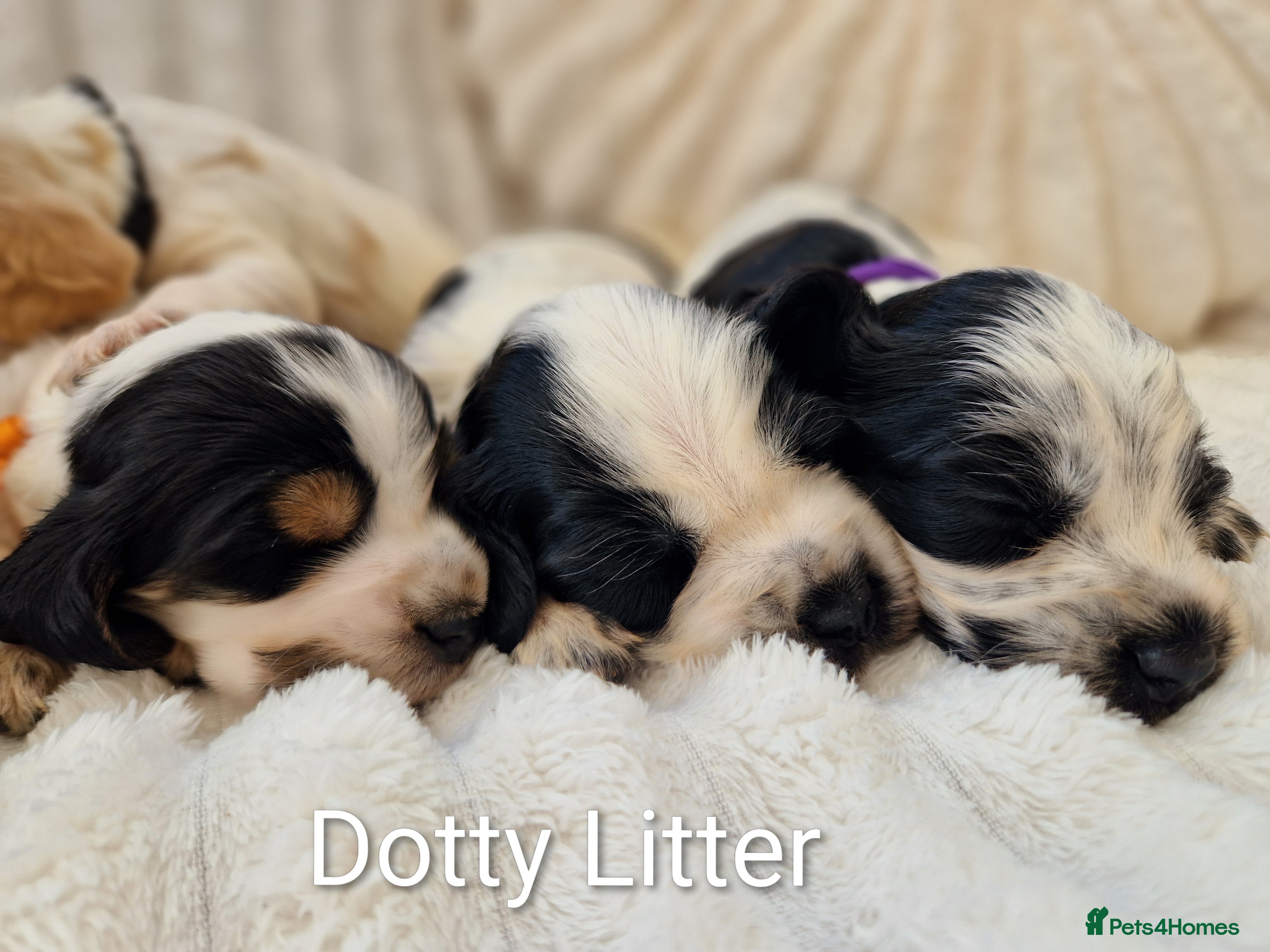 Cocker Spaniel dogs RKC Show English Cocker Spaniels - Advert 1