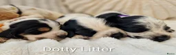 Cocker Spaniel dogs for sale: RKC Show English Cocker Spaniels - Advert 1