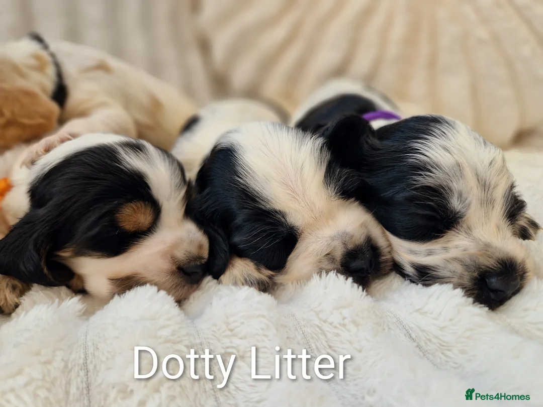 Cocker Spaniel dogs for sale: RKC Show English Cocker Spaniels - Advert 1