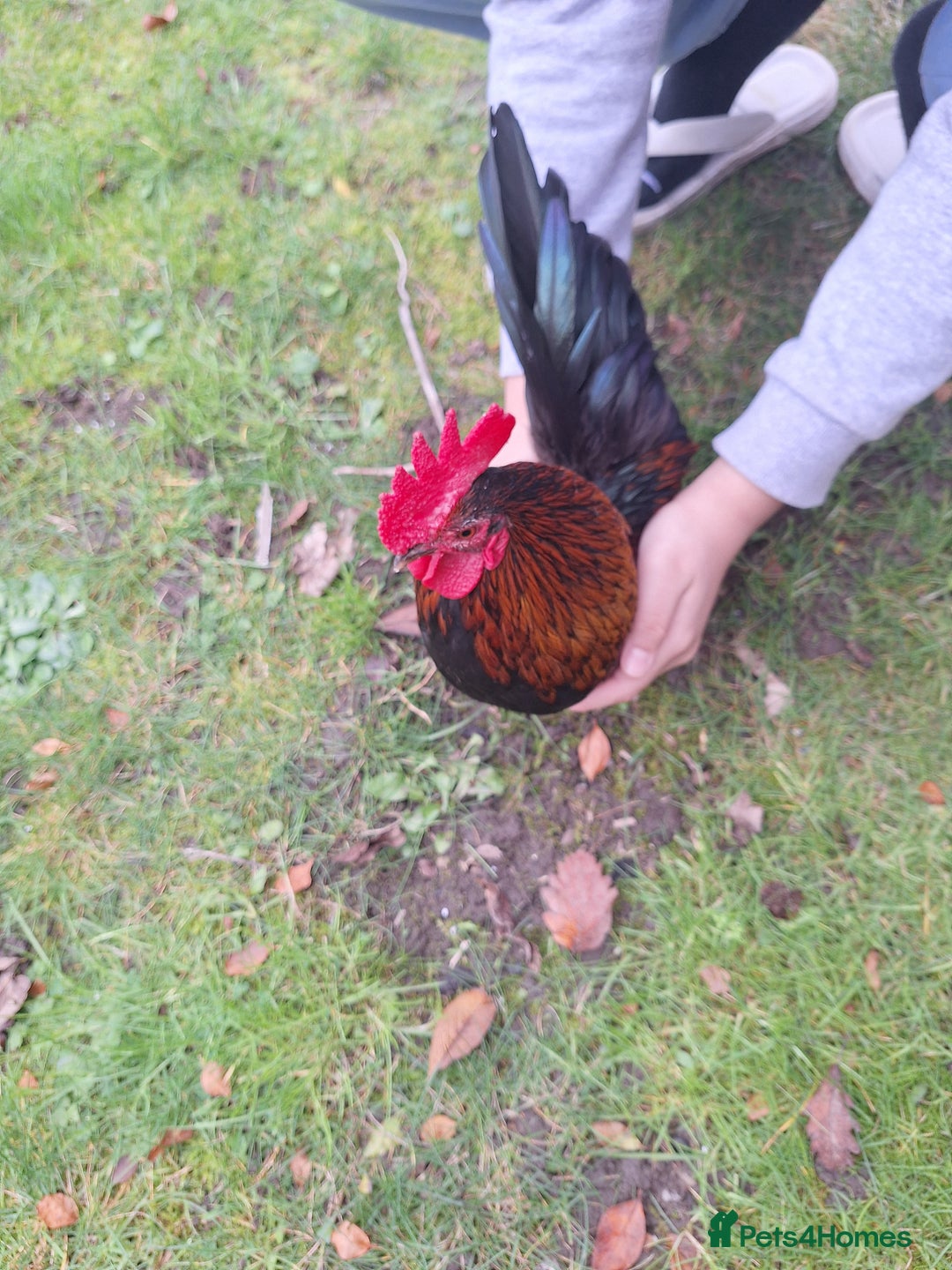 Chickens poultry for sale: Serama chicken - Advert 4