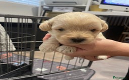 Mixed Breed dogs for sale: Westiepoo Pups For Sale - Image 8