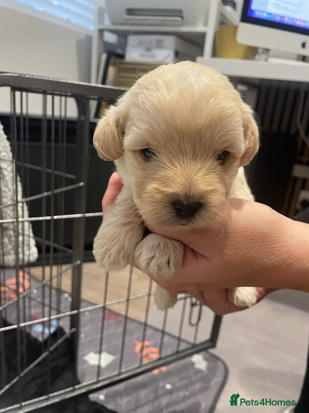 Mixed Breed dogs for sale: Westiepoo Pups For Sale - Image 8