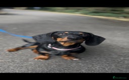 Dachshund dogs for sale: 2 dachshund puppies - Image 1