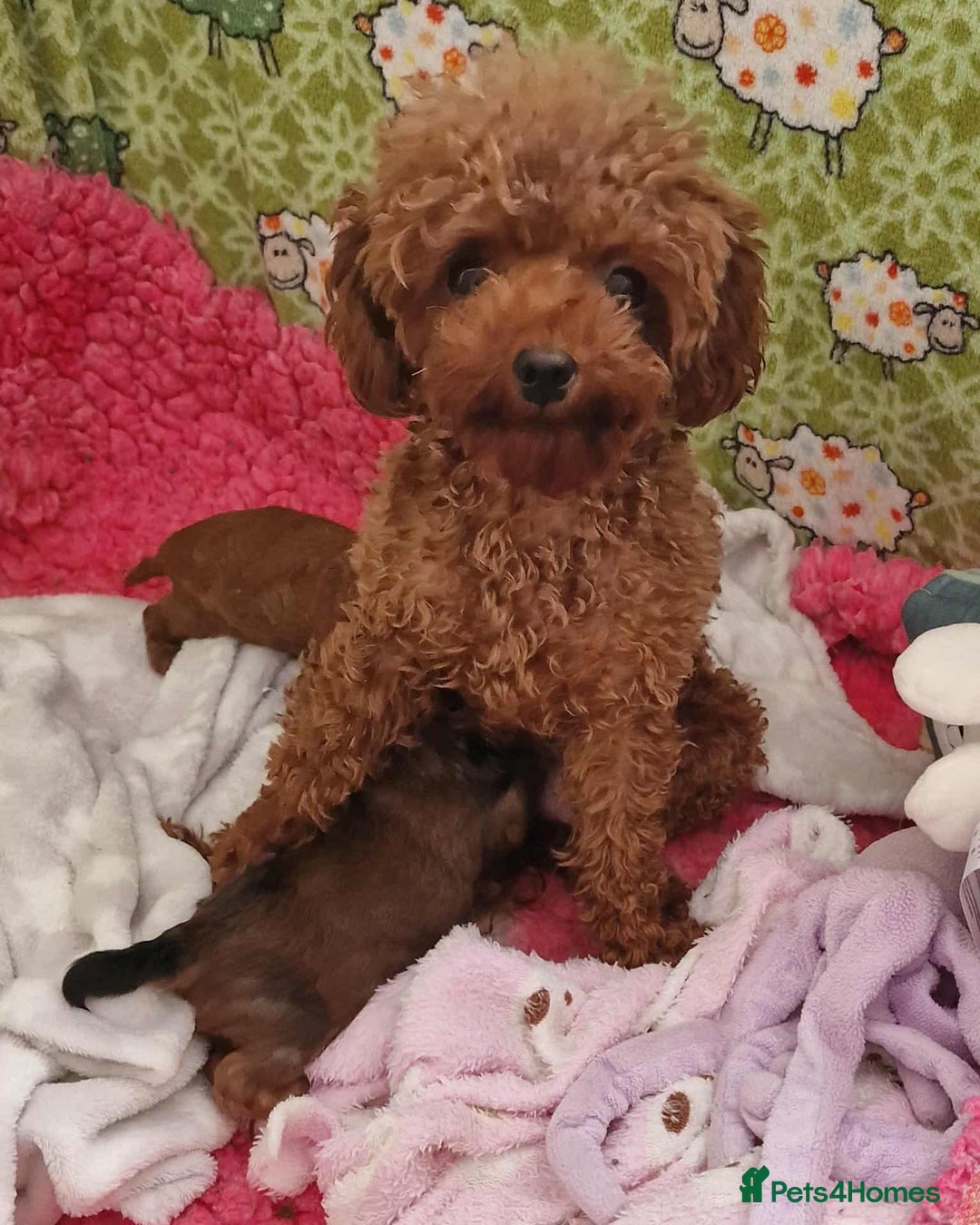 Toy Poodle dogs for sale: Mikipoos  - Image 6
