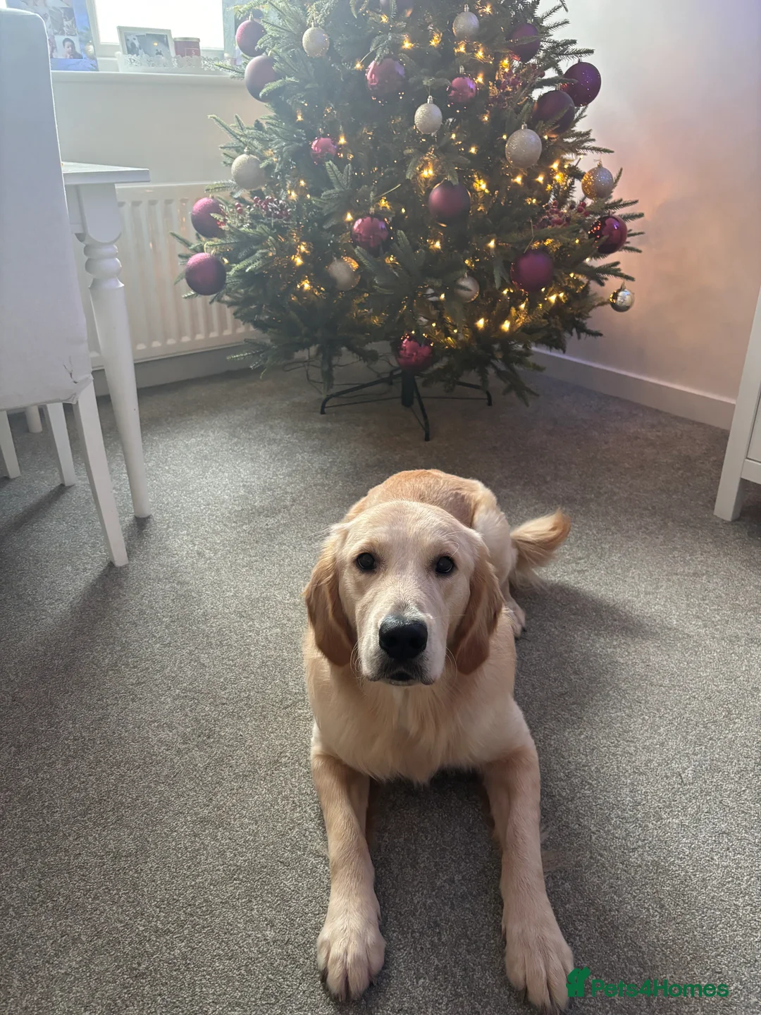 Golden Retriever dogs for stud: KC Reg Golden Retriever Stud - Advert 8