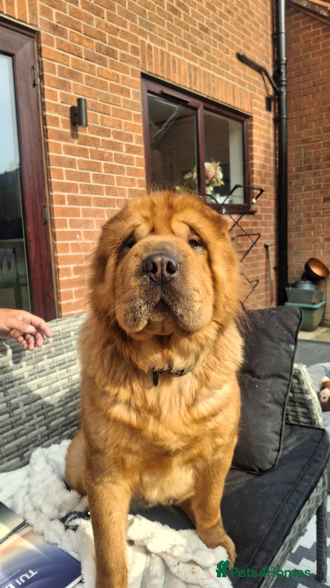 Shar Pei dogs for sale: 5 sharpei pups. Mixture of colours and coats - Advert 1