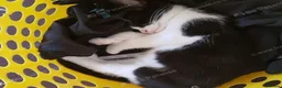 Mixed Breed cats for sale: Sweet male kitten looking for a loving home. - Advert 6