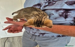 Selkirk Rex cats for sale: Pedigree Selkirk rex  kittens ready now  in Burnham-on-Sea - Image 28