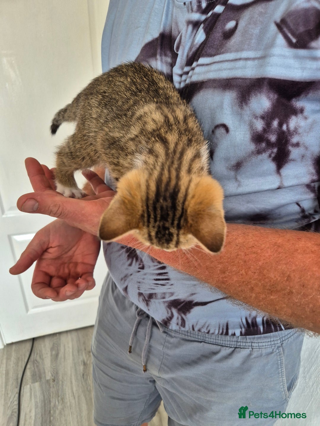 Selkirk Rex cats for sale: Pedigree Selkirk rex  kittens ready now  in Burnham-on-Sea - Image 28